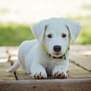 Pet Photo Editing