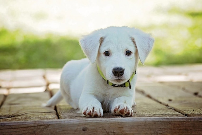 Pet Photo Editing